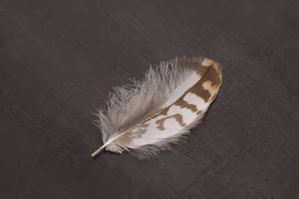 부드러운 모양의 깃털은 현대적 가벼움 공기의 부드러움 스타일의 — 스톡 사진