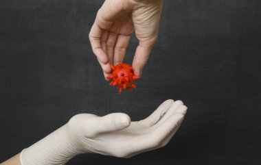 Elleri eldivensiz kırmızı koronavirüsü tutuyor, elini siyah arka planda, beyaz, tek kullanımlık plastik eldivene sokmak istiyor. Virüslere karşı koruyucu tek kullanımlık eldivenler, bakteriler.