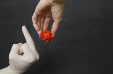 Hand in white medical disposable rubber latex glove shows middle finger to red coronavirus in another rubber glove. Fuck you. Protective disposable gloves protect against viruses, coronavirus.