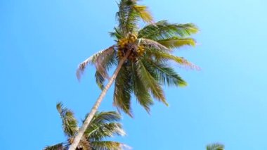 Mavi gökyüzünde hindistan cevizi olan yeşil güzel palmiyeler. Güzel tropikal ve egzotik arka plan veya manzara. Boşluğu Kopyala.