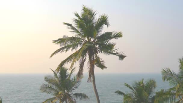 Zelené krásné dlaně s kokosovými ořechy proti modré obloze. Krásné tropické a exotické pozadí nebo krajina. Rozumím. Palmy na pozadí západu slunce.