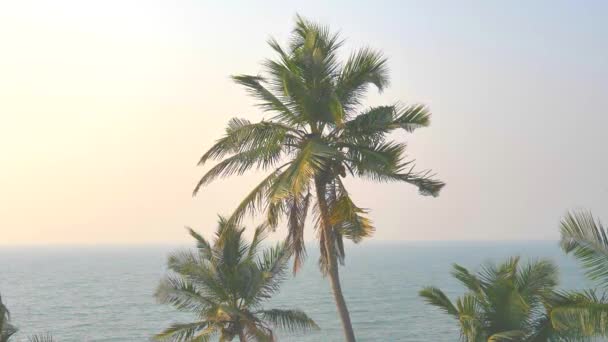 青い空に対してココナッツと緑の美しいヤシの木 美しい熱帯とエキゾチックな背景や風景 コピースペース 夕日を背景にヤシの木 — ストック動画