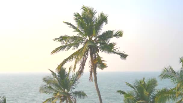青い空に対してココナッツと緑の美しいヤシの木 美しい熱帯とエキゾチックな背景や風景 コピースペース 夕日を背景にヤシの木 — ストック動画