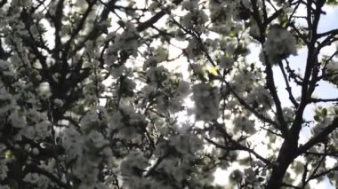 Güneş ve güneş baharın başlarında bir elma ağacının ya da eriğin geyik beyazı çiçeklerinde parlar. Çiçek açan bir ağaçla, beyaz çiçeklerle bahar arkaplanı. Çiçek açan ağaç ve güneş parlıyor.