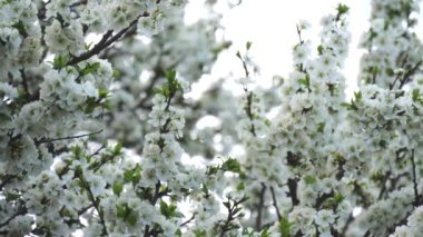 Bahar gökyüzünün arka planında beyaz çiçeklerle çiçek açan erik ağacı. Gökyüzü arka planında beyaz çiçeklerin çiçek arkaplanı, bahar arkaplanı.
