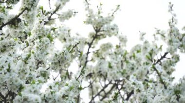 Bahar gökyüzünün arka planında beyaz çiçeklerle çiçek açan erik ağacı. Gökyüzü arka planında beyaz çiçeklerin çiçek arkaplanı, bahar arkaplanı.