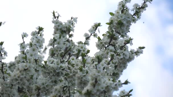 Prunier fleuri avec des fleurs blanches sur un fond de ciel printanier. Fond floral de fleurs blanches sur fond de ciel, fond printanier .