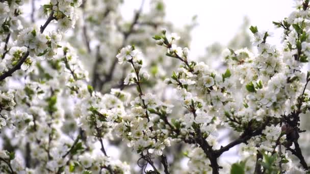 开着花的李树 开着白花 背景是春天的天空 白色花朵在天空背景上的花朵背景 春天背景 昆虫在树上的白花周围飞舞 — 图库视频影像