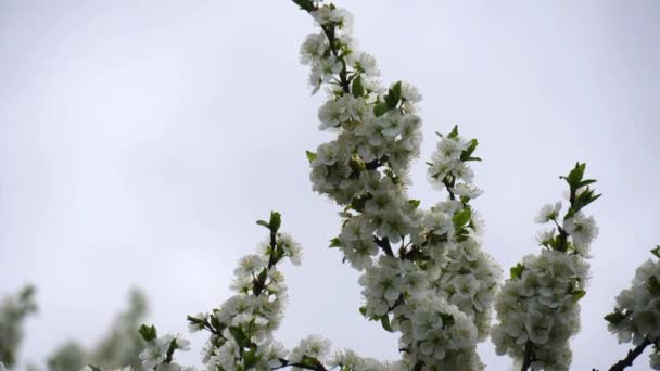春の空を背景に白い花を咲かせる梅の木 空の背景 春の背景に白い花の花の背景 昆虫は木の白い花の周りを飛び回る — ストック動画