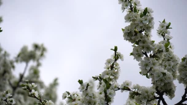 Bloeiende Pruimenboom Met Witte Bloemen Een Achtergrond Van Lentehemel Bloemen — Stockvideo