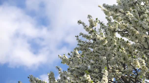 Rami Degli Alberi Con Fiori Bianchi Ondeggiano Contro Cielo Blu — Video Stock