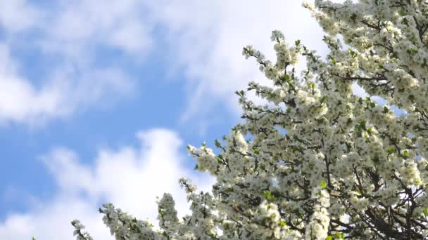 Rami Degli Alberi Con Fiori Bianchi Ondeggiano Contro Cielo Blu — Video Stock