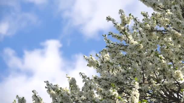 Boom Takken Met Witte Bloemen Zwaaien Tegen Een Blauwe Lucht — Stockvideo