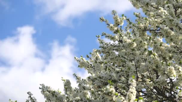 Boom Takken Met Witte Bloemen Zwaaien Tegen Een Blauwe Lucht — Stockvideo