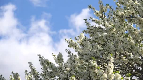 青い空に白い花の木の枝が揺れる 春の背景 開花リンゴや梅の木 昆虫は飛び回って蜜や花粉を集める テキストのスペースをコピーします スローモーションビデオ — ストック動画