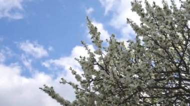 Beyaz çiçekli ağaç dalları mavi gökyüzüne doğru sallanıyor. Bahar arkaplanı, çiçek açan elma ya da erik ağacı. Böcekler etrafta uçar ve nektar veya polen toplarlar. Uzayı metin için kopyala. Yavaş çekim videosu.