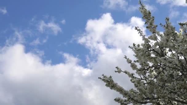 Träd Grenar Med Vita Blommor Svajar Mot Blå Himmel Vår — Stockvideo