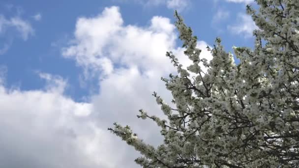 Träd Grenar Med Vita Blommor Svajar Mot Blå Himmel Vår — Stockvideo