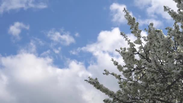 Träd Grenar Med Vita Blommor Svajar Mot Blå Himmel Vår — Stockvideo