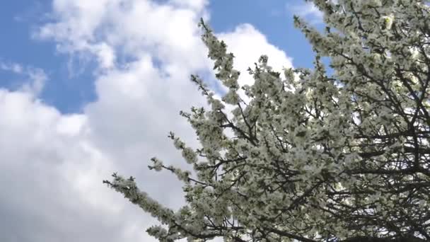 Beyaz Çiçekli Ağaç Dalları Mavi Gökyüzüne Doğru Sallanıyor Bahar Arkaplanı — Stok video