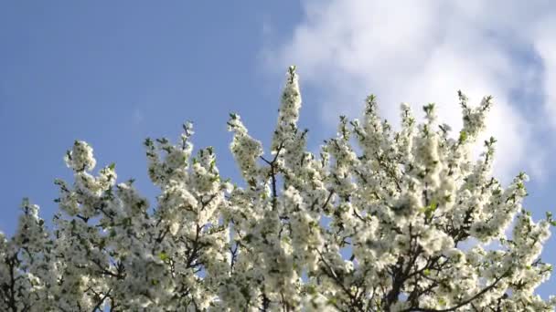 Rami Degli Alberi Con Fiori Bianchi Ondeggiano Contro Cielo Blu — Video Stock