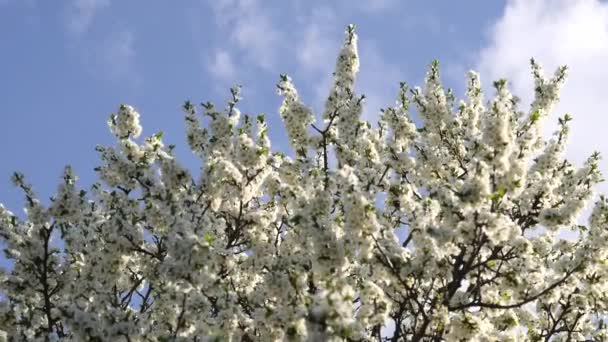 青い空に白い花の木の枝が揺れる 春の背景 開花リンゴや梅の木 昆虫は飛び回って蜜や花粉を集める テキストのスペースをコピーします スローモーションビデオ — ストック動画
