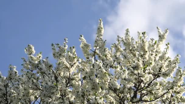 青い空に白い花の木の枝が揺れる 春の背景 開花リンゴや梅の木 昆虫は飛び回って蜜や花粉を集める テキストのスペースをコピーします スローモーションビデオ — ストック動画