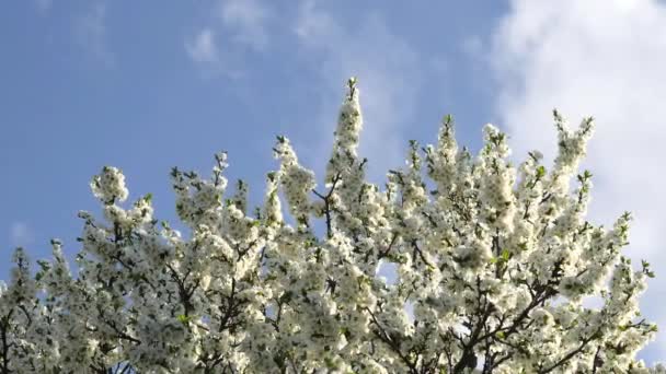 Baumzweige Mit Weißen Blüten Wiegen Sich Vor Blauem Himmel Frühling — Stockvideo