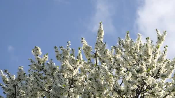 Boom Takken Met Witte Bloemen Zwaaien Tegen Een Blauwe Lucht — Stockvideo