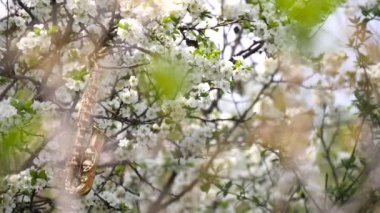 Minyatür altın saksafon beyaz çiçeklerle çiçek açan bir ağaçta asılı duruyor. Çiçek açan bir ağacın dallarında güneş parıldıyor. Romantik bahar arkaplanı. Yavaş çekim videosu.
