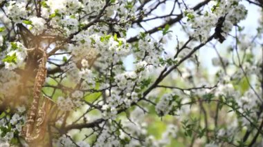 Minyatür altın saksafon beyaz çiçeklerle çiçek açan bir ağaçta asılı duruyor. Çiçek açan bir ağacın dallarında güneş parıldıyor. Romantik bahar arkaplanı. Yavaş çekim videosu.