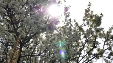 Minyatür altın saksafon beyaz çiçeklerle çiçek açan bir ağaçta asılı duruyor. Çiçek açan bir ağacın dallarında güneş parıldıyor. Romantik bahar arkaplanı. Yavaş çekim videosu.
