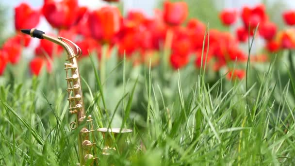 Saxofón Alto Dorado Miniatura Encuentra Hierba Verde Sobre Fondo Tulipanes — Vídeos de Stock