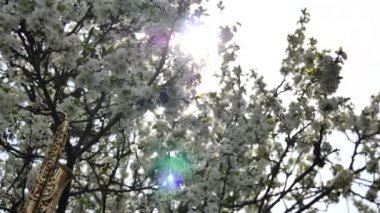 Minyatür altın saksafon beyaz çiçeklerle çiçek açan bir ağaçta asılı duruyor. Çiçek açan bir ağacın dallarında güneş parıldıyor. Romantik bahar arkaplanı. Yavaş çekim videosu.