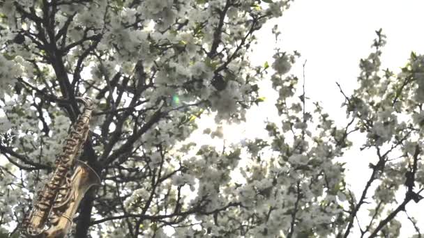 Zlatý Alt Saxofon Miniatuře Visící Kvetoucím Stromě Bílými Květy Slunce — Stock video