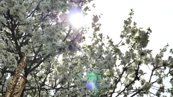 Saxophone alt doré en miniature accroché à un arbre à fleurs blanches. L'éclat du soleil brille à travers les branches d'un arbre en fleurs. Romantique fond de printemps. Vidéo au ralenti .