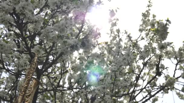 Saxofón Alto Dorado Miniatura Colgado Árbol Con Flores Blancas Resplandor — Vídeo de stock