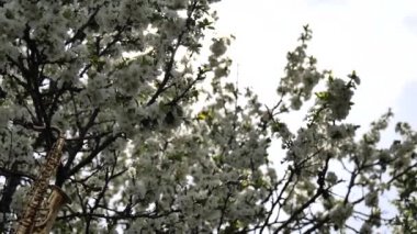 Minyatür altın saksafon beyaz çiçeklerle çiçek açan bir ağaçta asılı duruyor. Çiçek açan bir ağacın dallarında güneş parıldıyor. Romantik bahar arkaplanı. Yavaş çekim videosu.