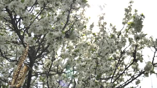 Zlatý Alt Saxofon Miniatuře Visící Kvetoucím Stromě Bílými Květy Slunce — Stock video