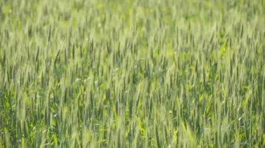 Buğday tarlası. Yeşil buğday tohumu bir yaz günü rüzgarda sallanır. Yeşil yaz geçmişi, buğday hasadı. Doğa ve tarım kavramı. Zengin hasat kavramı.