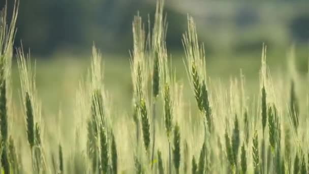 Weizenfeld Grüne Junge Ähren Auf Dem Feld Wiegen Sich Einem — Stockvideo