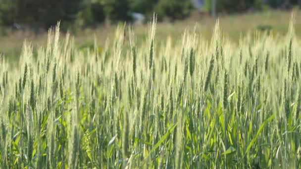 Campo Trigo Espigas Verdes Jovens Trigo Campo Oscilam Vento Dia — Vídeo de Stock