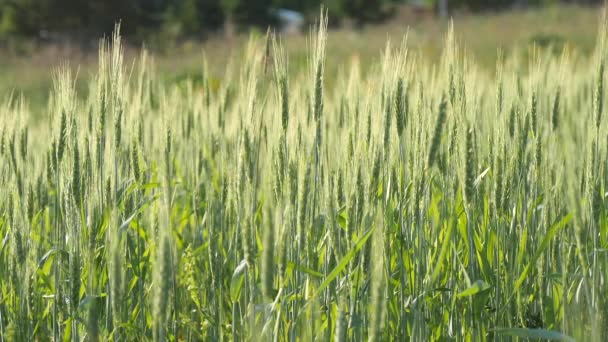 Campo Trigo Espigas Verdes Jovens Trigo Campo Oscilam Vento Dia — Vídeo de Stock