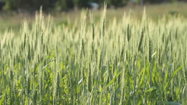 Buğday Tarlası Yeşil Buğday Tohumu Bir Yaz Günü Rüzgarda Sallanır — Stok video