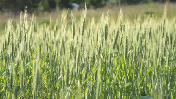 Пшеничное Поле Зеленые Молодые Колосья Пшеницы Поле Раскачиваются Ветру Летний — стоковое видео