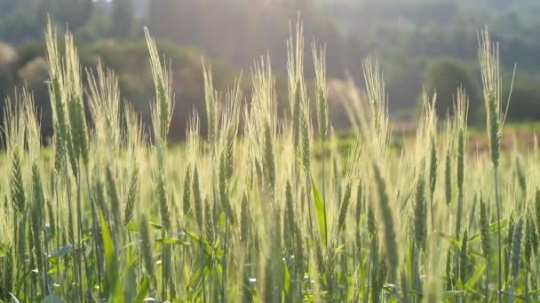 Weizenfeld Grüne Junge Ähren Auf Dem Feld Wiegen Sich Einem — Stockvideo