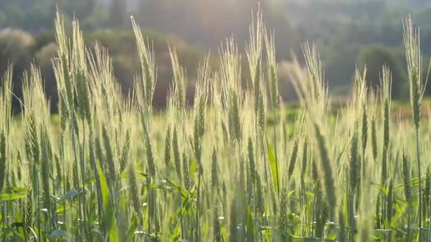 麦畑だ 夏の日に畑の小麦の緑の若い耳が風に揺れる 緑の夏の背景 小麦の作物 自然と農業の概念 豊かな収穫の概念 スローモーション — ストック動画