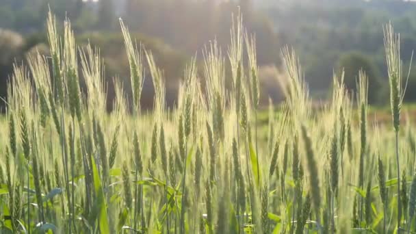 麦畑だ 夏の日に畑の小麦の緑の若い耳が風に揺れる 緑の夏の背景 小麦の作物 自然と農業の概念 豊かな収穫の概念 スローモーション — ストック動画