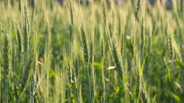 Champ de blé. Les jeunes épis verts de blé dans le champ balancent dans le vent un jour d'été. Fond vert d'été, culture de blé. Le concept de nature et d'agriculture. Concept de récolte riche .