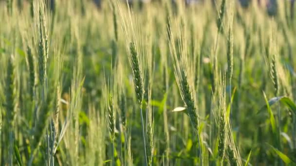 Campo Trigo Espigas Verdes Jovens Trigo Campo Oscilam Vento Dia — Vídeo de Stock